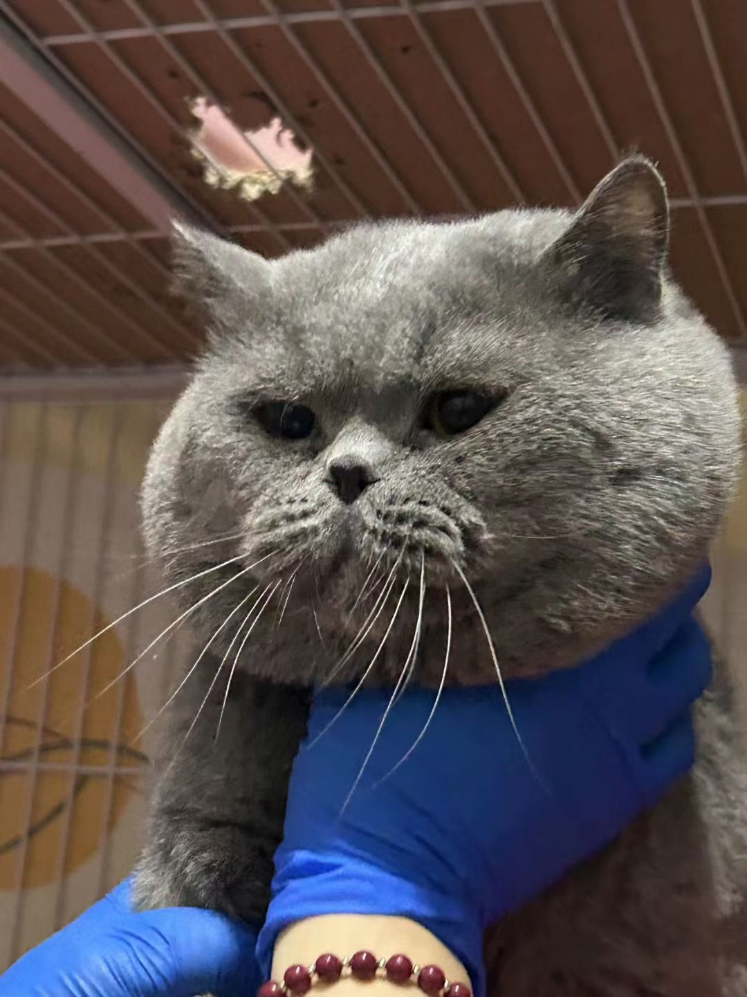双血统英短蓝猫